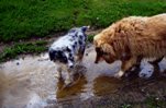 Puddle Dogs by Glenna McDougal